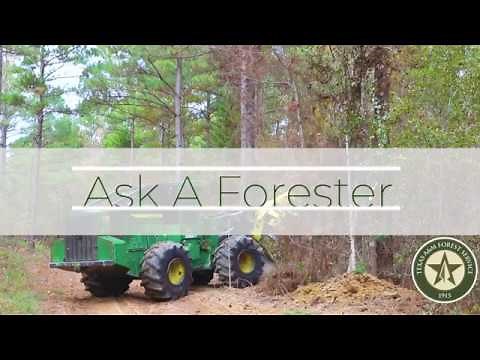 What is thinning in forestry?