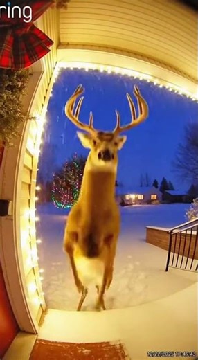 Ring camera captures a deer dancing in front of the camera #RingCamera#AIVideo#deer #fyp