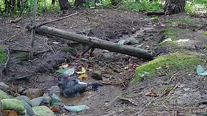 14K views · 1.5K reactions | Male Northern Flicker making the most of bath time! #bathtime #flicker #birds #birdwatching #nature #naturephotography #wildlife #wildlifephotography #BirdsyCam | The Bird Perch | Facebook