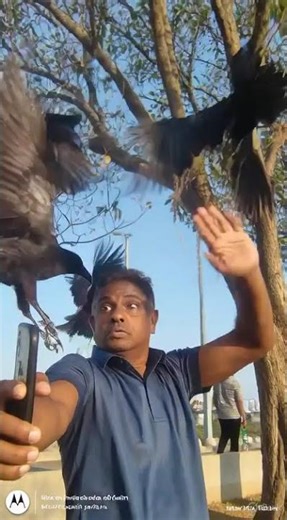 if crows start attacking