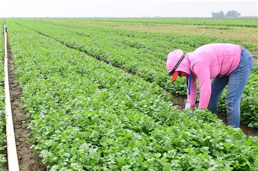 Trump’s USDA cancels $300m program that helped farmers keep their land