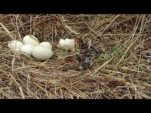 Wild turkeys hatching and survival