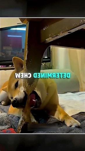 ఈ కుక్క 6 నెలలు ఏం చేసిందో చూడండి! 🐕🤯 #shorts