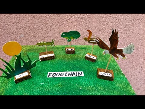 Food Chain 3D Model | Science Project