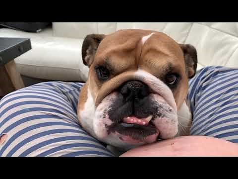 Birdie Bulldog licking Mamma's 9 month pregnant belly