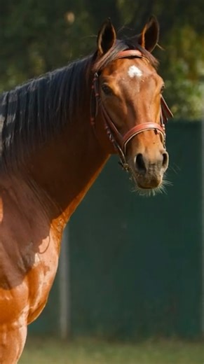 TCG Studioz on Instagram: "The stallions of Usha Stud Farm, standing at the forefront of Indian breeding. #horseracing #indianhorseracing #thoroughbredsofinstagram #stallionsofinstagram #stallions"