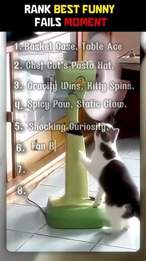 rank #bestmoments #cat # funny#animalranking # fails 2026