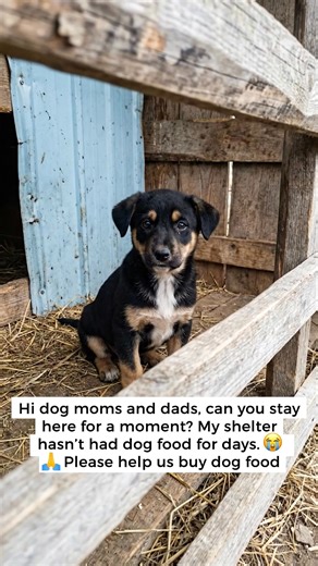 In just a few seconds, you can change the future of an animal who has already suffered enough. Want to know how?👇 Our shelter cares for more than 40 rescued dogs, souls who arrived starving, abandoned, frightened, and needing urgent medical care. Every single day, we fight to give them safety, food, and a real chance at life again. But today, our resources have reached the limit. We don’t receive government support. Every meal, every treatment, every second chance exists only because compassion