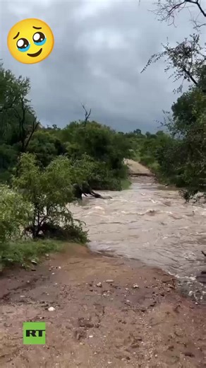 Éléphante héroïque sauve son petit en Afrique du Sud