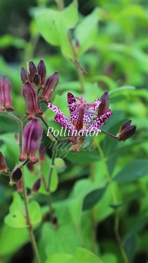 A Fairytale Garden Fall With Toad Lily