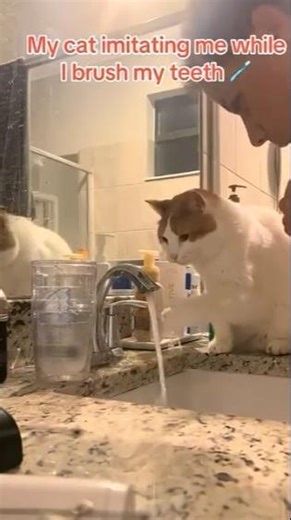 🤣🥲❤️ #funnycats #funny #cat #pets #cats