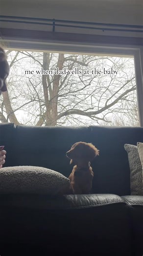 Understanding Dachshund Behavior: Good Cop, Bad Cop