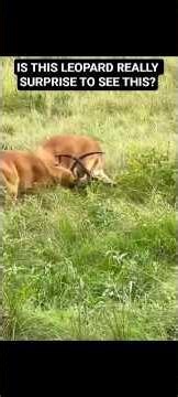 A Change in Plan - Leopard Vs Antelope contest #funny #funnyshorts #wildlife