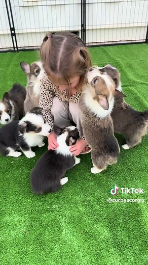 Corgi Puppies Playing: A Fun Encounter