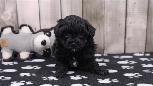 Havapoo puppy for sale