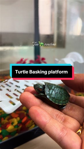 Teo the Turtle's Excercise Routine