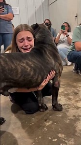 Cane Corso Steps Into the Spotlight at the Rescue Event