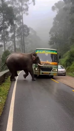 “Elephant Blocks Hill Highway — Bus Shakes as Passengers Scream”