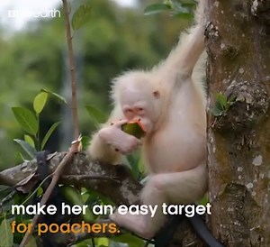 175K views · 885 reactions | Alba is the only known albino orangutan in the world.  (Thanks to our colleagues at BBC Earth) | BBC Breakfast | Facebook