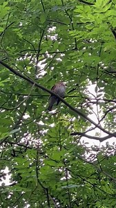 56K views · 2.8K reactions | The beautiful sound of the rarely seen song thrush spotted on our walk this morning (turn up the volume) | The Mouse family that live by the brambles | Facebook