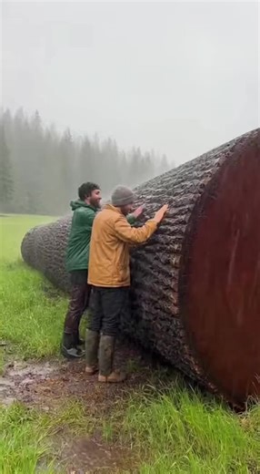 Building a Dream Palace Under a Tree Trunk