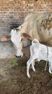 3.1K views · 55 reactions | #cow #dairyfarm #dairy_farming #modern_dairy_farming #modern_agriculture #agricultural_machines #amazing_technology #advance_technology #modern_technolog | cow tv | Facebook