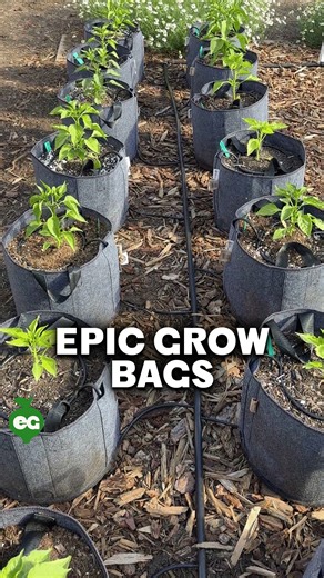 We love grow bags so much we made our own, with a few bells and whistles that make using them just that little bit easier. | Epic Gardening