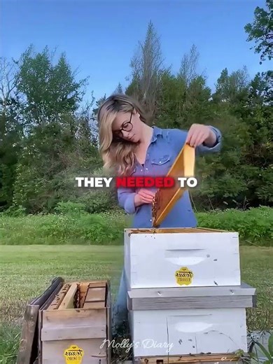 Bees Refused to Leave Their Queen 🐝👑#shorts