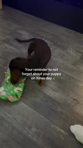 Christmas Gifts for Dogs: Delightful Ideas for Pets