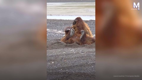 Bear-y itchy! Brown bear's hilarious scratching session goes viral