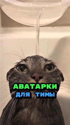 Все аватарки в ТГК ❤️ #мемы #аватарки #авы #аниме #мем #тикток