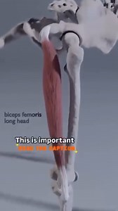 Learning muscles isn’t about passing an anatomy exam... it’s about being a credible, effective Personal Trainer. If you don’t know the origin and insertion of a muscle, how can you confidently prescribe exercises that target it? You’re not just picking exercises at random... you’re designing programs with purpose. Every squat, deadlift, or lat pulldown should have intention behind it. You need to know why that movement works the muscle you’re targeting and how to adjust if it doesn’t. Your clien