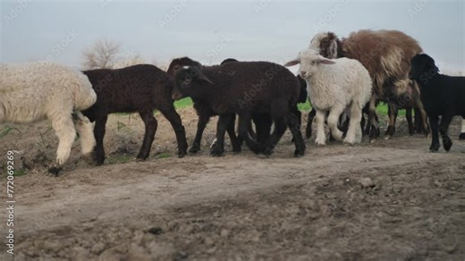 many cute lambs in a herd walking along the road along with adult fat-tailed sheep. Sheep farming in Asian countries. Fat-tailed sheep lambs. Rural cattle breeding is popular in the mountains