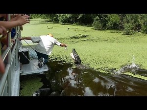 Alligator Swamp Tour in Louisiana (HD)