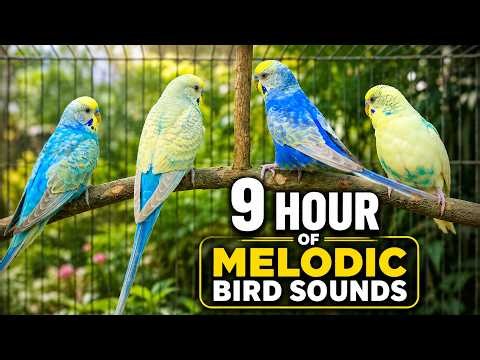 Unbelievable Parakeet Sounds: 9 Hours of Melodic Bird Singing