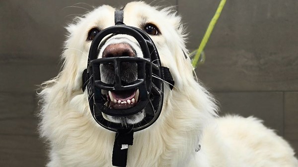 This Great Pyrenees Had To Be Muzzled The Entire Groom 😬 | Girl With The Dogs