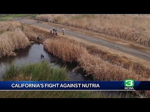 Crews use new tool to help fight nutria in California's Delta