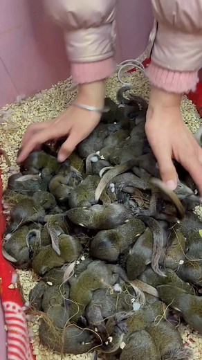 4.6K views · 24 reactions | A cute little red-headed mouse held in the palm of your hand part 144 | Cute animal | Facebook