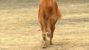 Australia's Smallest Horse Needs Major Surgery 😱 | Bondi Vet