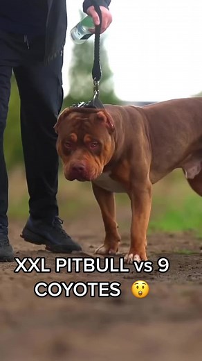 XXL Pitbull vs 9 Coyotes: Epic Battle Unfolds