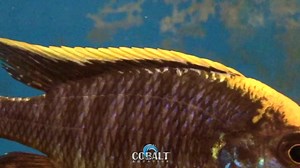 Sulfurhead Aulonocara (Aulonocara maylandi) one beautiful fish. The sulfurhead aulonocara (Aulonocara maylandi) or sulfurhead peacock is a species of fish in the Cichlidae family. It is endemic to Malawi. Its natural habitat is freshwater lakes. Wikipedia | Cobalt Aquatics