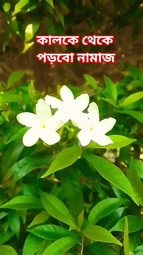 কালকে থেকে পড়বো নামাজ গজল #ইসলামিক_ভিডিও #গজল #ট্রেন্ডিং #ভাইরাল #ভিডিও #conjecture #theorem