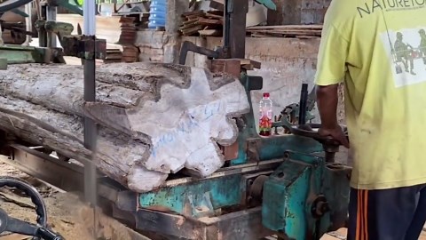 Sawing Thin Teak Planks with Extreme Sawmill Machines