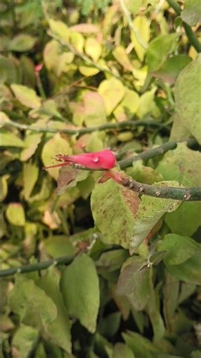 Special Croton #Euphorbia tithymaloides #trendingshorts #ytshorts #terracegarden