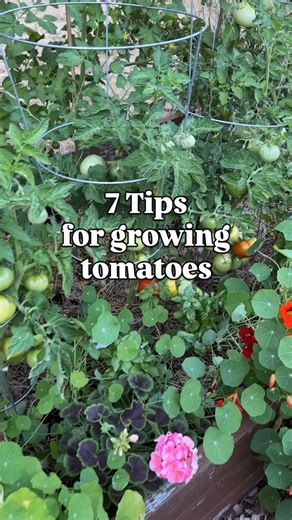 I’ve learned so much about tomatoes this year, so I thought I’d share my top 7 tips for growing tomatoes 🍅 1. Start with the right variety There are two different types of tomatoes: 🍅 Indeterminate (vining) = keep growing and producing all season (need staking). 🍅 Determinate (bush) = grow to a set size and fruit in a shorter window (great for canning). 2. Lots of sun! ☀️ Give them at least 6–8 hours of sun. Tomatoes are sun-lovers — more light = sweeter fruit. 3. Plant deep 🪏 Remove the bot