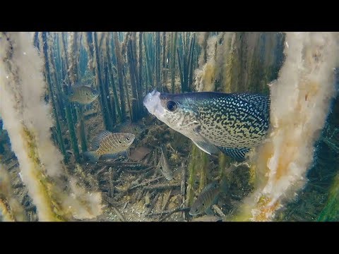 Ice Fishing Clear Water Panfish | Underwater Footage!