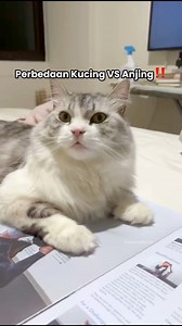 65K views · 1.7K reactions | PERBEDAAN KUCING VS ANJING‼️ #AnabulKesayangan #yukoandryuki #fyp #anjinglucu #viral #anjingpintar #anabul #lucu #kucing | Yuko and Ryuki | Facebook