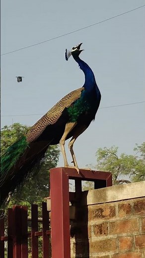 🦚 peacock Yelling @Loud screaming noise #foryou #ytshorts #youtubeshorts #shorts #viral #peacock
