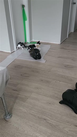 Black and white kittens discovering everything for the first time #kitten #adorable #shorts