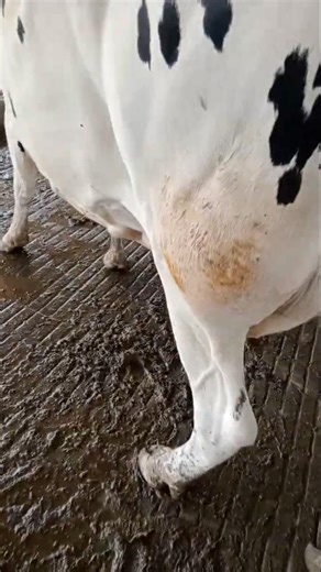 Animal Abscess Treatment | Iodine Ointment for Fast Healing